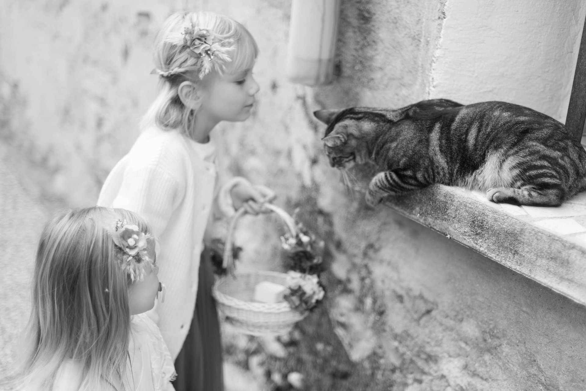 Deux demoiselles d'honneur en robes blanches et couronnes de fleurs observent un chat tigré sur un muret de pierre — mariage Saint-Génis-des-Fontaines